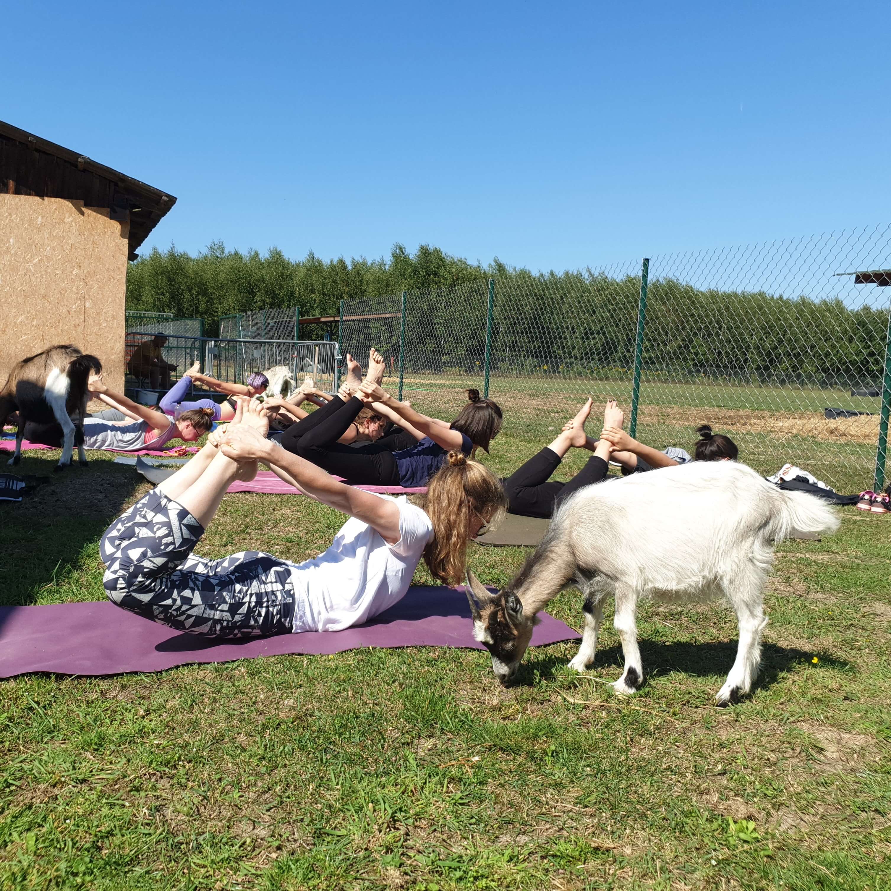 Zdjęcie przedstawia jogę z kozami goat joga
